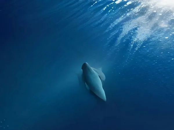 A ray gliding through deep blue water