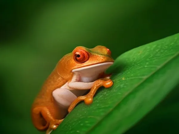 A tree frog on a leaf at night in the cloud forest