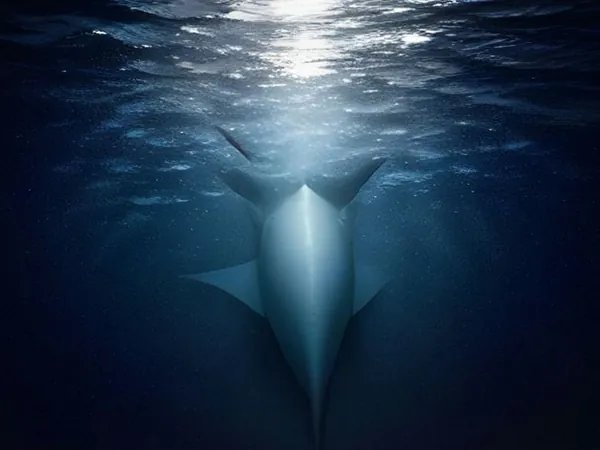 A large ray gliding through dark blue water lit from the surface