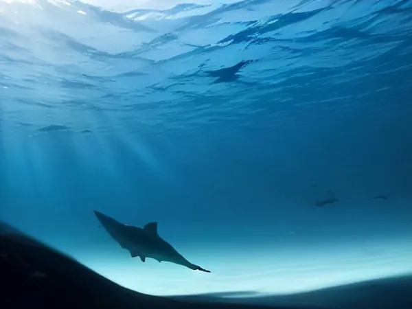 A shark swimming through deep blue water lit by rays of sunlight