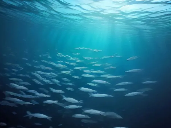 A swirling school of silver fish above a reef